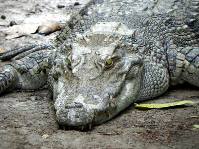 Crocodile  Ferme d'élevage Cân Tho VN 