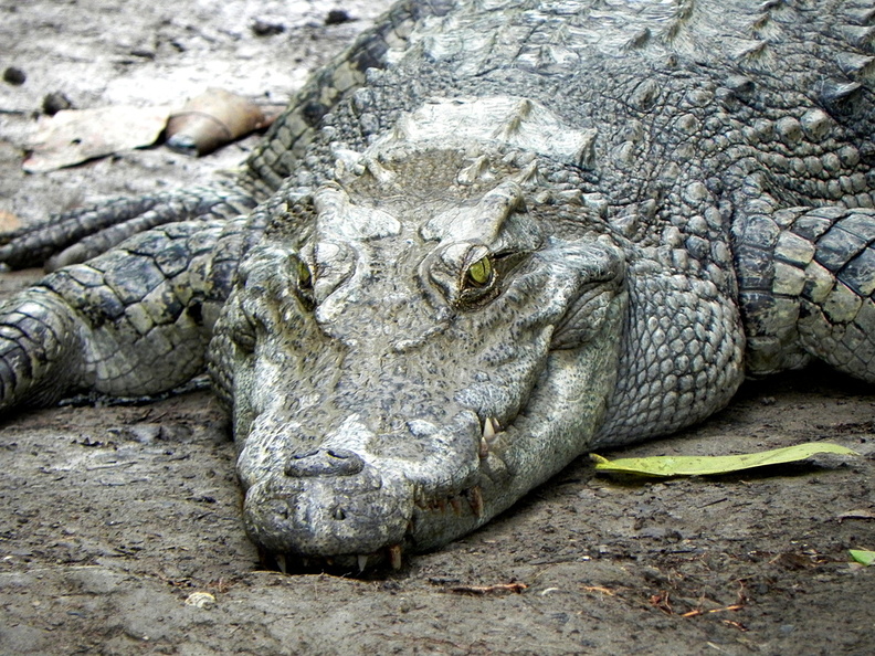  crocodile Viêt nam .JPG