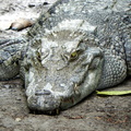 Crocodile  Ferme d'élevage Cân Tho VN 