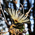 papillon.JPG