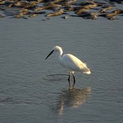ANIMAUX