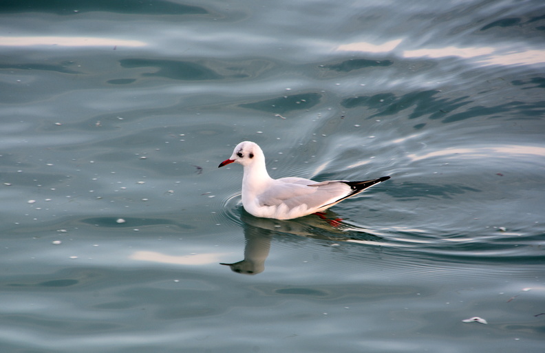 Mouette rieuse.JPG