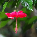 Hibiscus Viêt Nam
