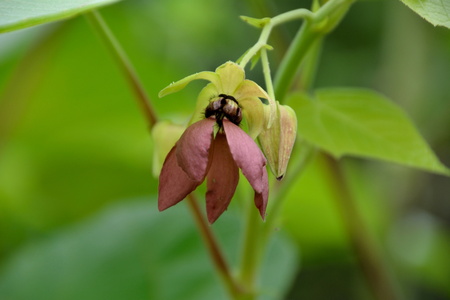 Orchidée sauvage Viêt Nam