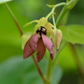 Orchidée sauvage Viêt Nam