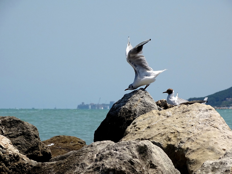 Mouette rieuse.JPG