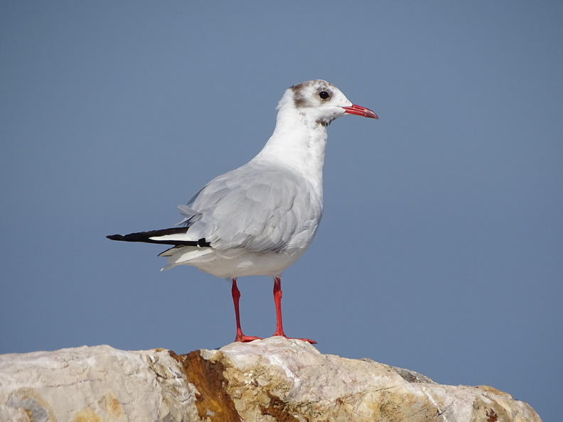 Mouette rieuse_02.JPG