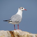 Mouette rieuse 02