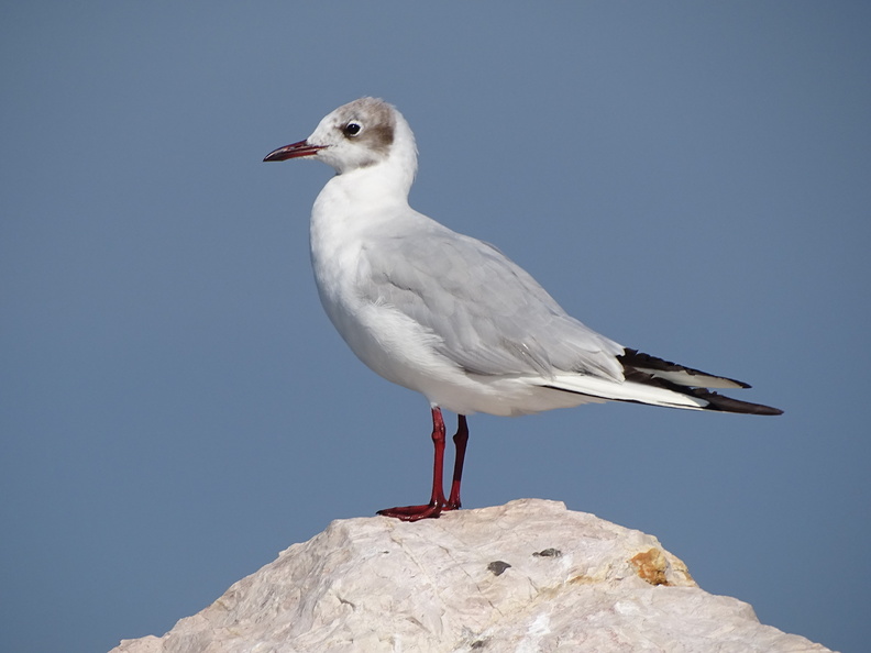 Mouette rieuse_03.JPG