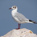 Mouette rieuse 03
