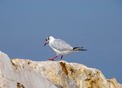 Mouette rieuse 07