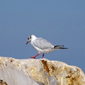 Mouette rieuse 07