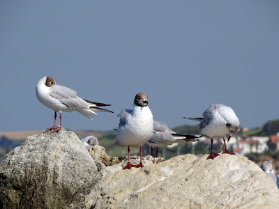 Mouette rieuse 08