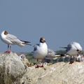 Mouette rieuse 08