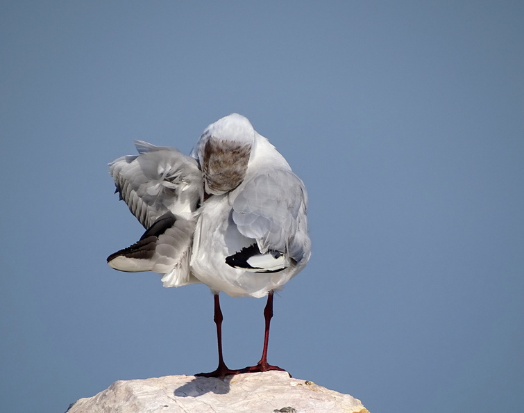 Mouette rieuse_09.JPG