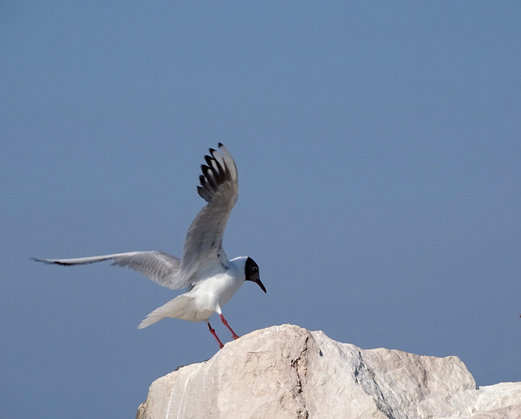Mouette rieuse_10.JPG