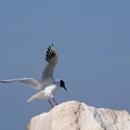 Mouette rieuse 10