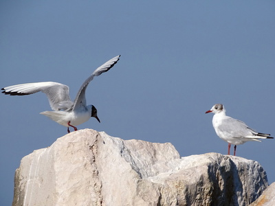 Mouette rieuse 12