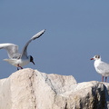 Mouette rieuse_12.JPG