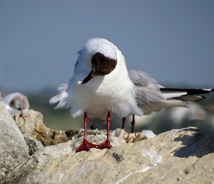 Mouette rieuse_14.jpg