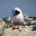 Mouette rieuse 14