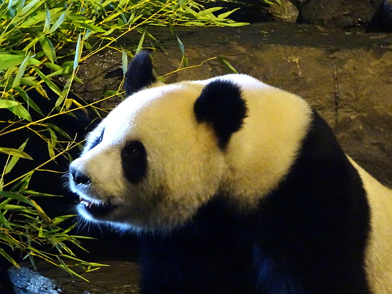 Panda_08.jpg
