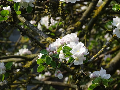 Fleurs de cerisier Belgique