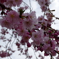 Cerisier Yvelines.JPG