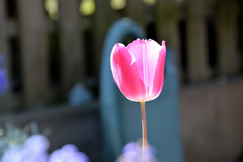 Tulipe Alsace.jpg