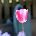 Tulipe Alsace