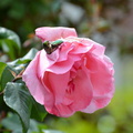 Rose Alsace