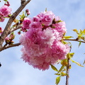 Cerisier Alsace.JPG