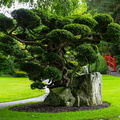 Kildare Irish National Stud & Japanese Gardens 37