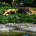Zoo de Heidelberg 45