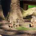 Zoo de Heidelberg 85