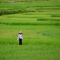 Viet-Nam Nord