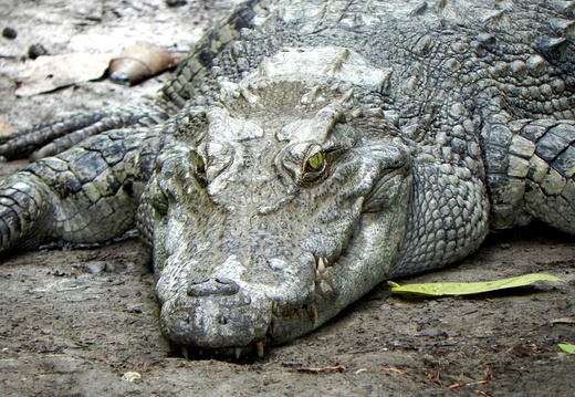 Reptiles et Amphibiens