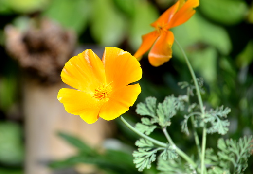 Eschscholzia Alsace