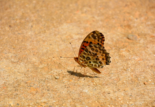 Papillons
