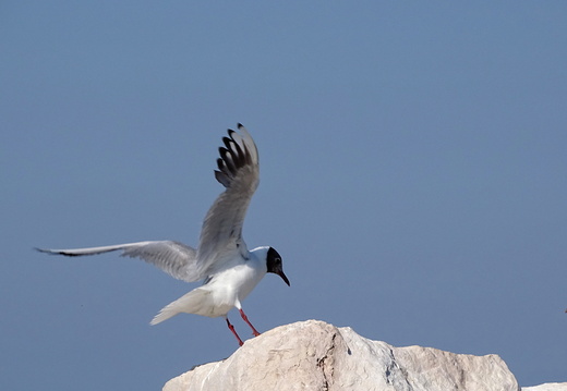 Oiseaux