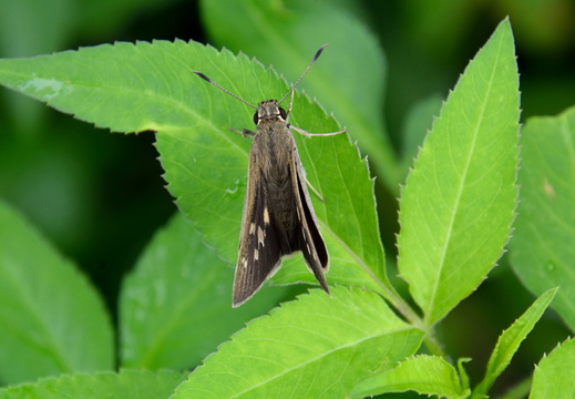Papillons
