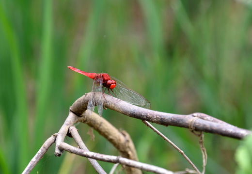 Insectes