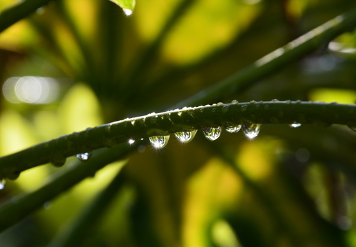 Gouttes de pluie