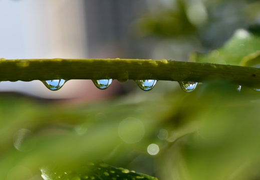Gouttes de pluie