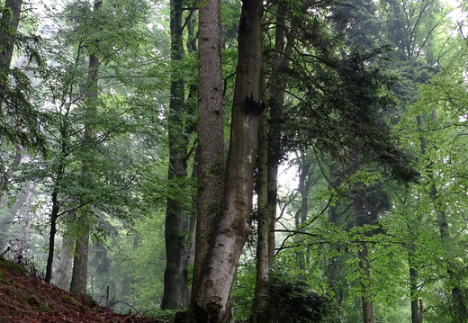 Otrott Mont Ste Odile