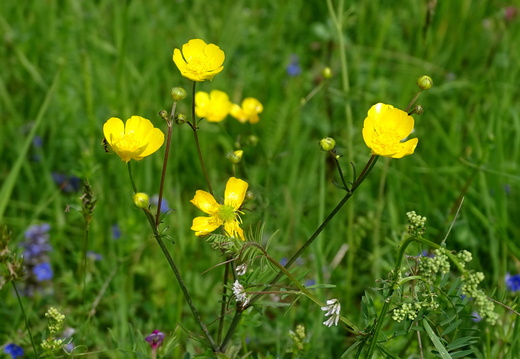 Bouton d'or Alsace