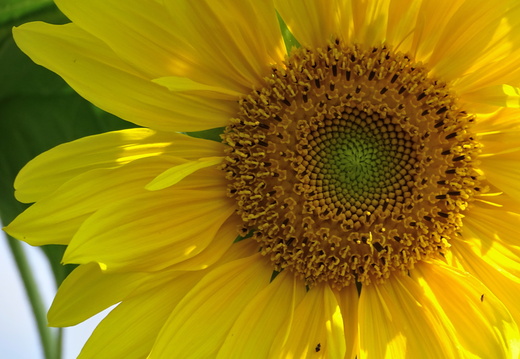 Tournesol Alsace