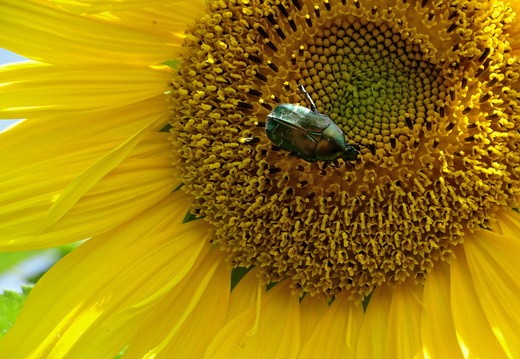 Tournesol Alsace 02