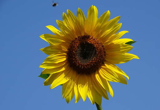Tournesol Alsace 03