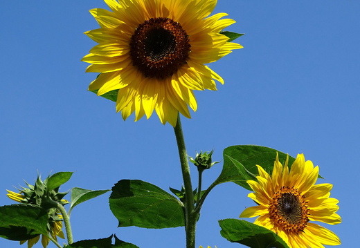 Tournesol Alsace 04